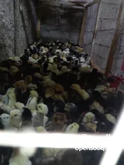  1 يتوفر صوص جاج عمر 4 ايام 3 حبات بدينار