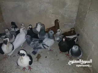  30 كوم كامل للبيع  دينارين ونص الحبه زق وكش الفحول كلها كش
