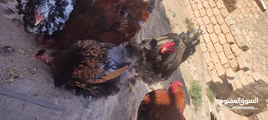  6 دجاج براهما