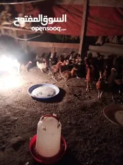  2 دجاج عماني  عمر ثمانية أشهر بي ريالين ونص يوجد فيديو ودجاج عمر أربعة شهور بي ريال ونص