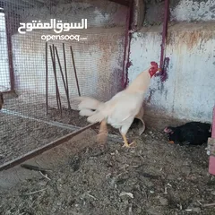  9 ديكين وفرختين باكستاني ب 50 دينار فقط