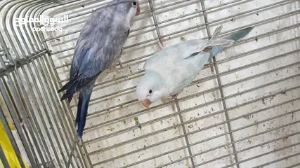  4 مزرعه طيور مميزة