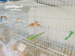  5 طيور كنار مشكله