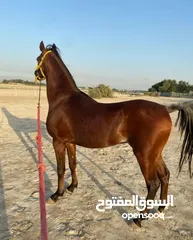  1 حصان واهو مصري للبيع