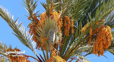  1 بيارة نخيل مميزة في الغور بيارات نخيل مساحات كبيرة في اغوار الاردن كاملة