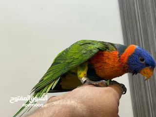  3 فرخ لوري زق بالأيد بدايه فطام اليف هادي جدا حجم وصحه ماشاء الله تبارك الرحمن الله يبارك لصاحب النصيب