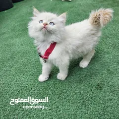  6 همالايا اقرا الوصف