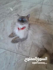  3 قطة هملايا للبيع