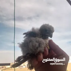  5 صقور للبيع