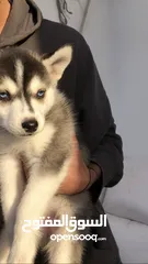  1 Female husky