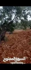  1 ارض للبيع واصل كل الخدمات مساحه دونم و350متر بيرزيت