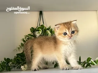  5 اللي يدور ذهب حقيقي  سكوتش جولدن ذكور اقراء الوصف