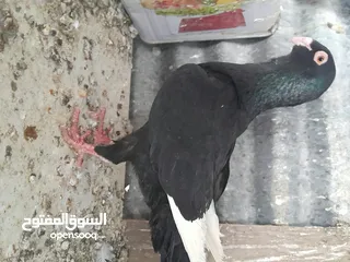  6 متاح  جواز  حمام الماني  كلو شغال جوز بلوني احمر تحته بيض وطيره مزهوراي حمره مع فرخها  وطيره مسوداي