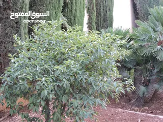  11 فيلا مستقلة للبيع خلدا العواجانيه على مساحة أرض دونم
