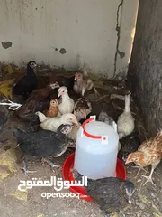  2 دجاج عماني اصل للبيع العمر شهرين