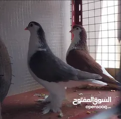  2 جوز لهورات شغالات
