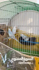  3 خمس حبات حب بلديات وشغلات