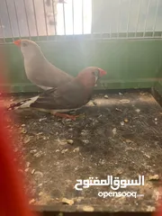  3 حضيره زيبرا ايزابيل و بلاك و هاف