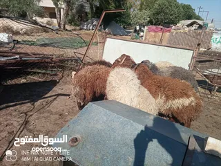  3 خرفان أضاحي وزن ثقيل نخب 60 كيلو قائم العمر 9 شهور و اكثر