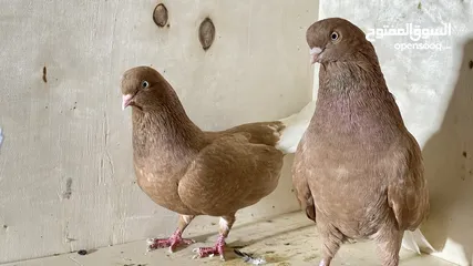  1 حمام نظيف شغال سعر مناسب لكل جوز_____