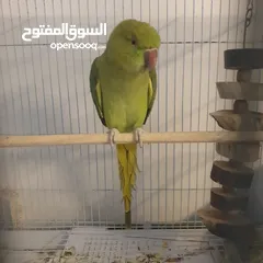  1 طيره دره جاهزه شبه أليفه