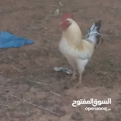  1 ثلاثه فراريج عربيه