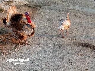  2 موجود ذكر  ونثايتين شغلات