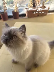  6 قطة للبيع هملايا