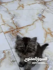  7 قط صغير للبيع