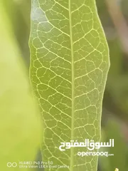  11 هواوي  p40 pro 5g