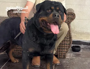  2 كلب روت وايلر للتزاوج أو للبيع
