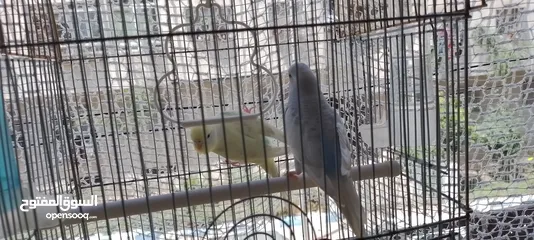  2 طيور جميله بصوت مهرج