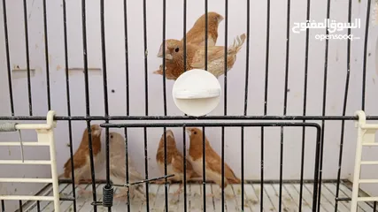  3 طفرات زيبرا بنغالي