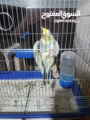  2 طائر كوكتيل للبيع بسعر مغري ... معه كامل اغراضو من قفص واكل