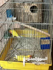  8 جوز روز لاتينيو انتاج ماكينة صلاة نبي