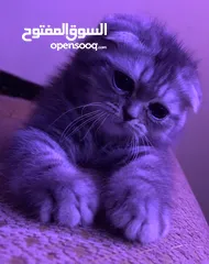  1 قطتين فولد وبرتش ب 100
