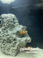  2 Salt water Aquarium Clownfish(Nemo)