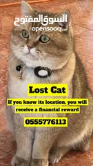 3 قطو ضايع / Lost cat