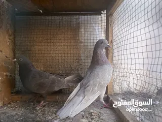  2 حمام لوت بصراوي