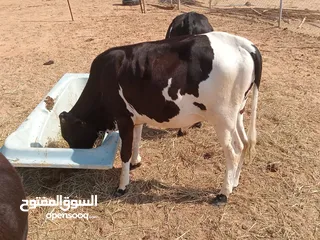  4 عجول محليه العمر سنه