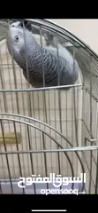  7 ببغاء كاسكو للبيع بسعر مغري جداً عمرو سنه و شهر و متكلم جدا صلاة النبي و أليف