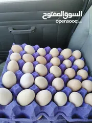  10 بيض مخصب مناسب للتفقيس. هجين عماني فرنسي
