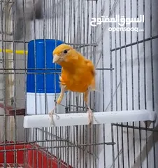  2 فحلين ... جزري واحمر