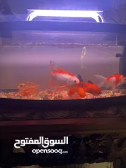  1 اسماك زينه وحوض سمك مع جميع ملحقاته