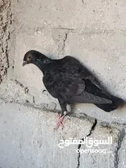  6 حمام للبيع