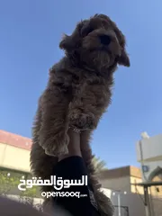  5 كلب Maltipoo مالتي بو ، العمر 3 شهور جدا جدا اليف و لعوب مع العابه و لبسه و اكله