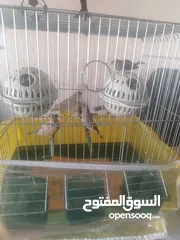  4 عصافير الجنه للبيع