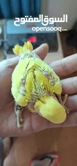  8 فــــــراخ روز وفــــــراخ كوكتيـــل للـــزق اليــــدوي