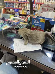  6 ذكر سكوتش فولد غولدن ny 24تخفيض عالمي عرض بيهز الأرض فعلي مش كلام يا بتلحق او ما بتلحق