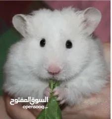  2 هامستر اليف عروض حرق